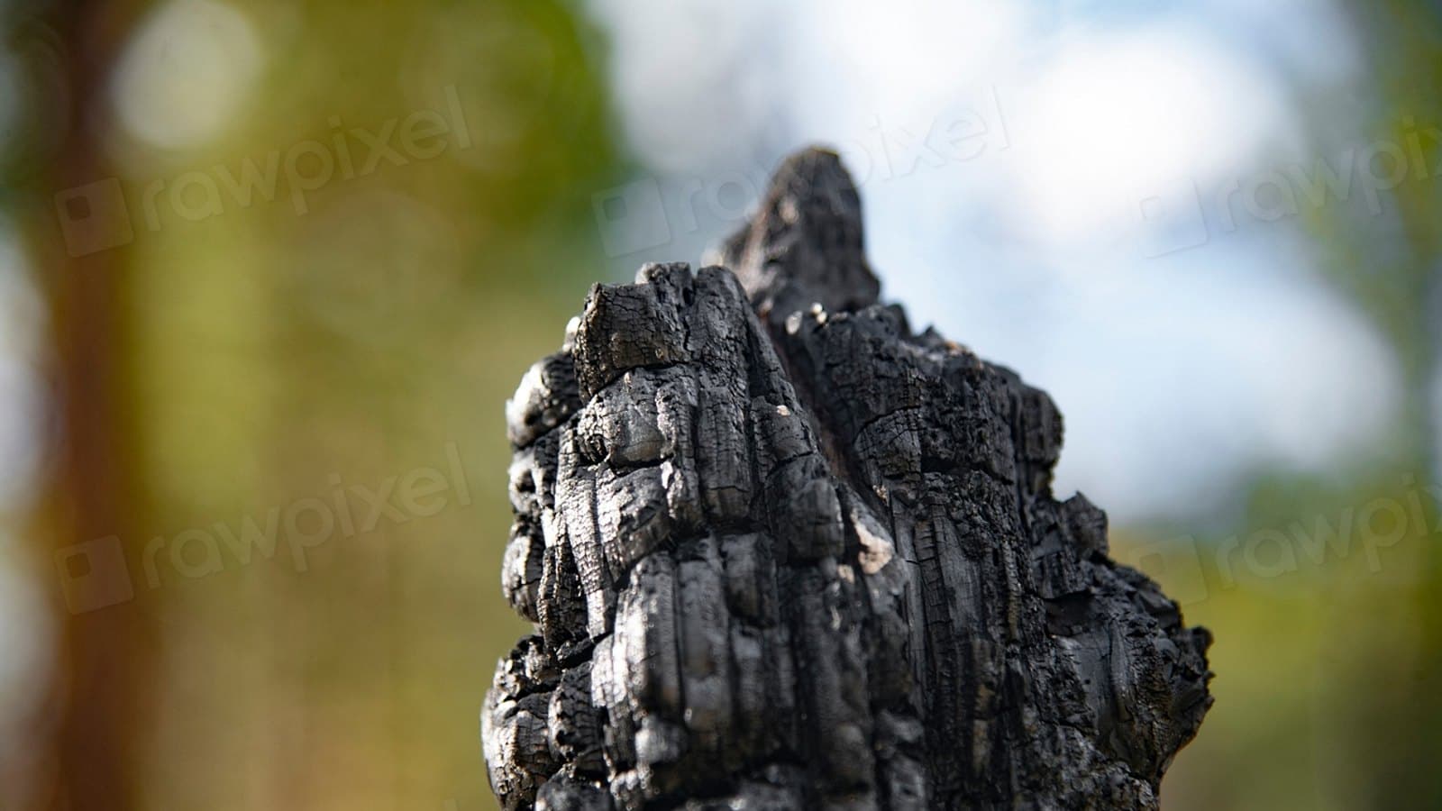 Charred trees still remain where. File photograph.